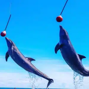4 Destinos + Oceanario